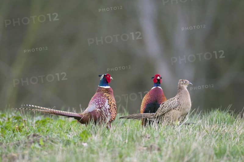 Common pheasants