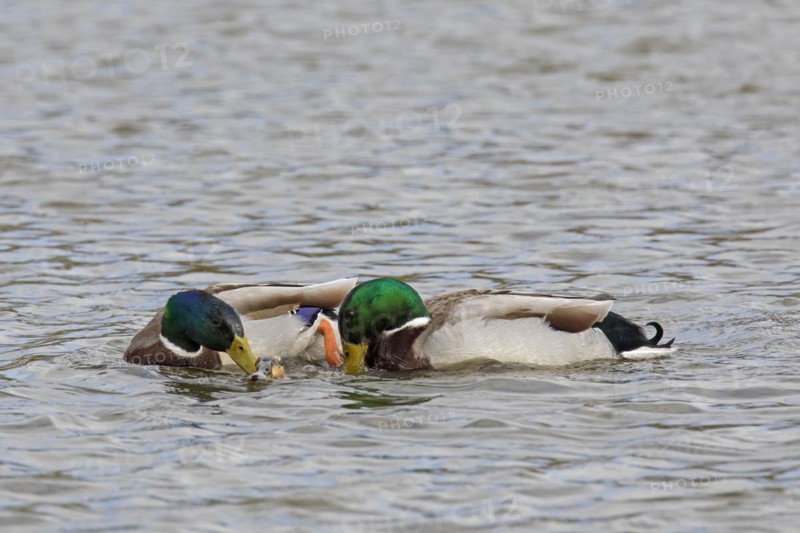 Two mallards