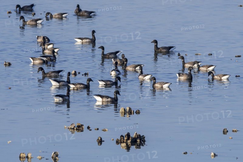Brant goose