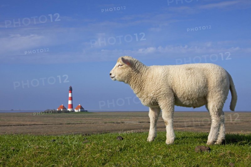 Lighthouse Westerheversand and sheep on salt marsh at Westerhever
