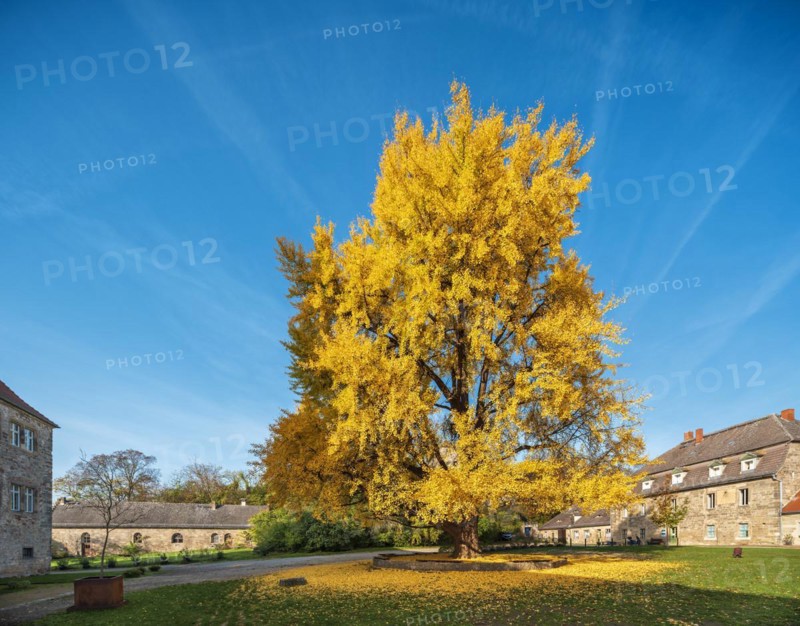 Huge Gingko tree in the courtyard of Goseck Castle in the Saale Valley in autumn