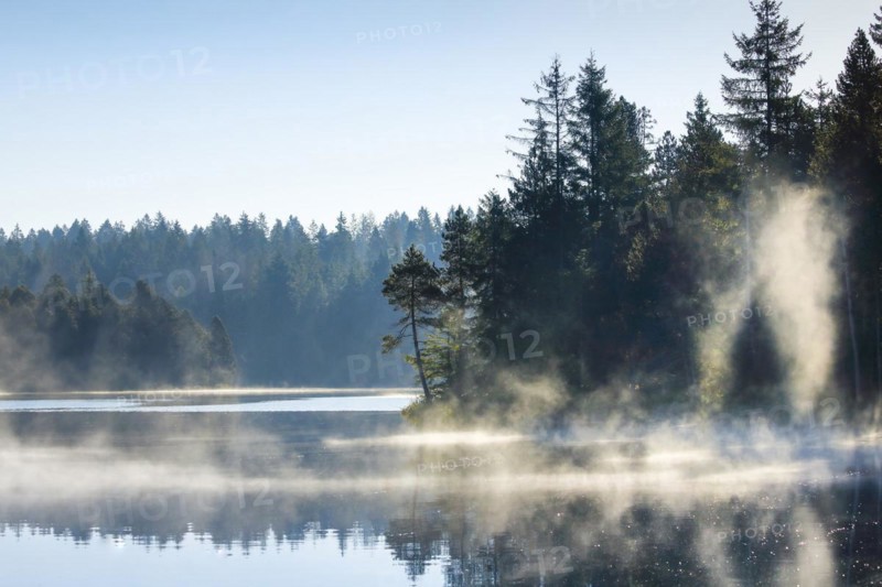 Pines and spruces line the shore of the mirror-smooth Etang de la Gruere moorland lake covered in mist in the canton of Jura