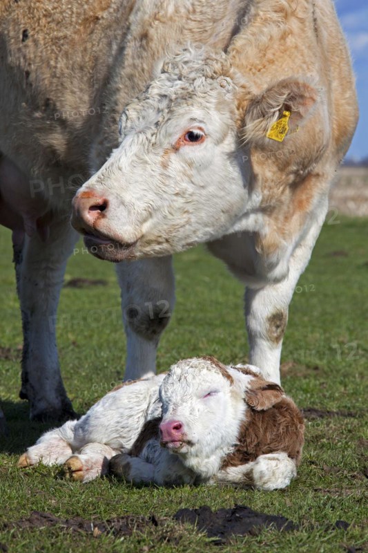 Cow