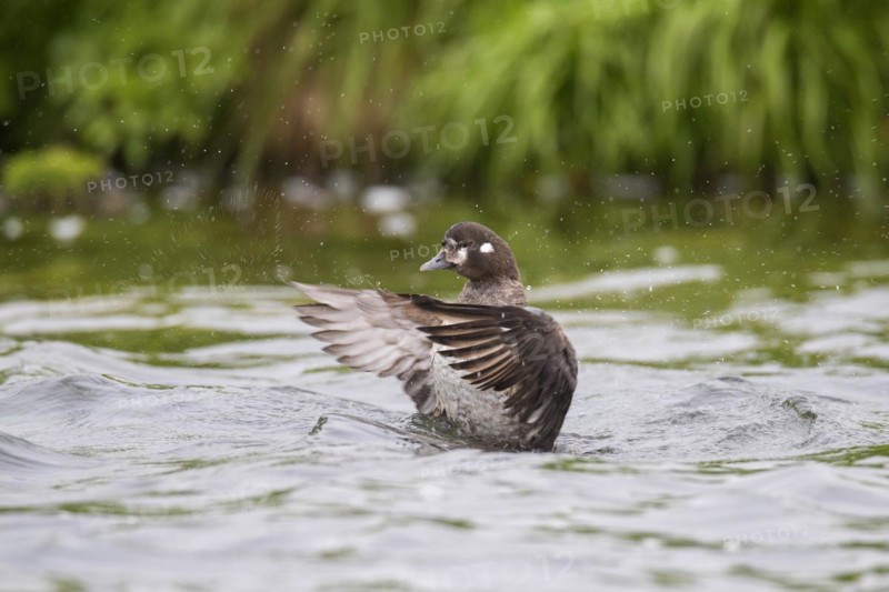 Harlequin duck