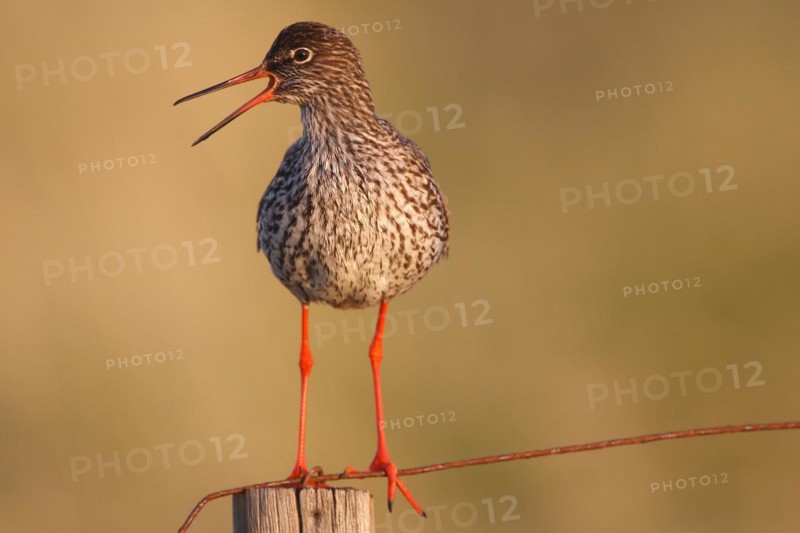 Common Redshank