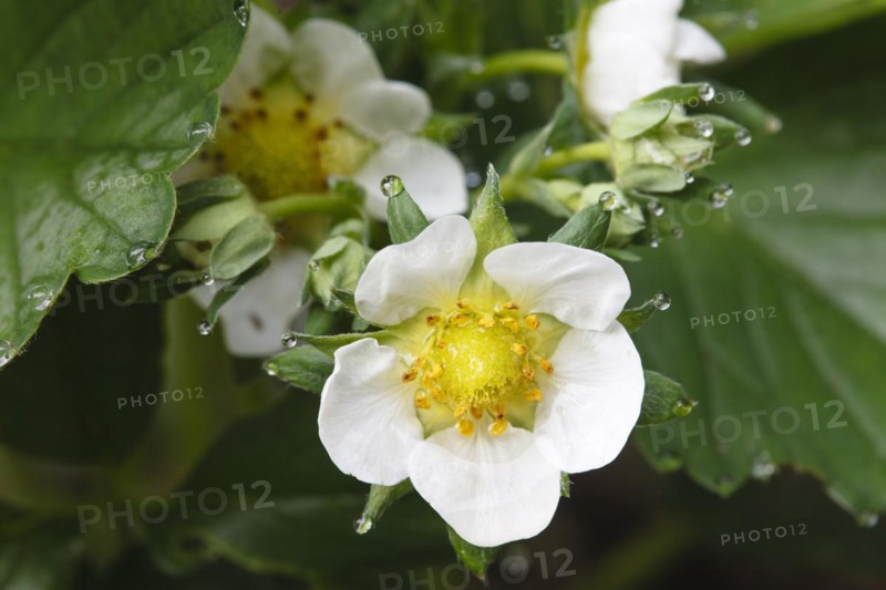 Strawberry Blossom with Water Drops