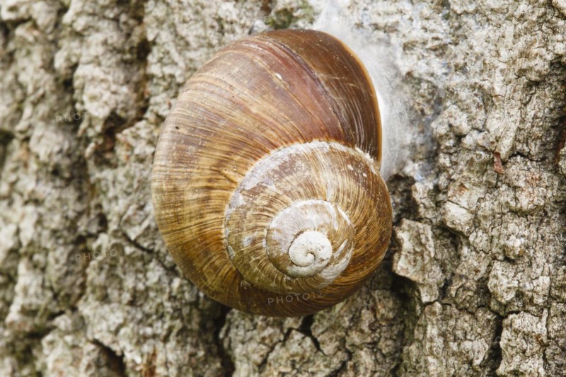 Burgundy snail