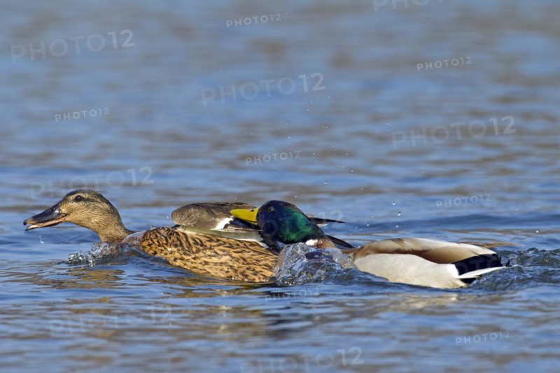 Mallard