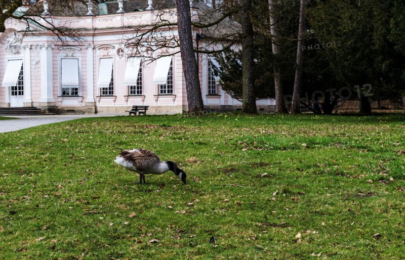 Canada goose