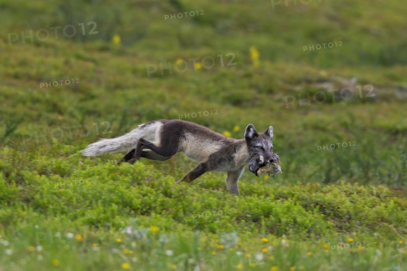 Arctic fox