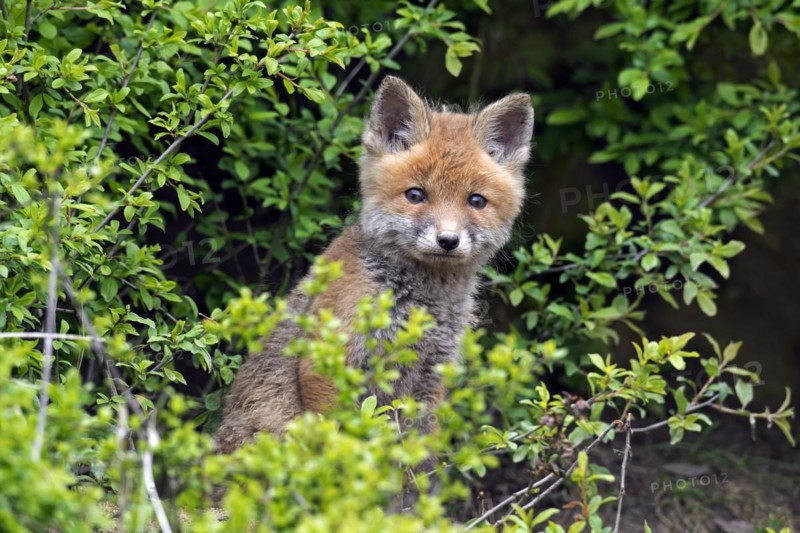 Cute young red fox