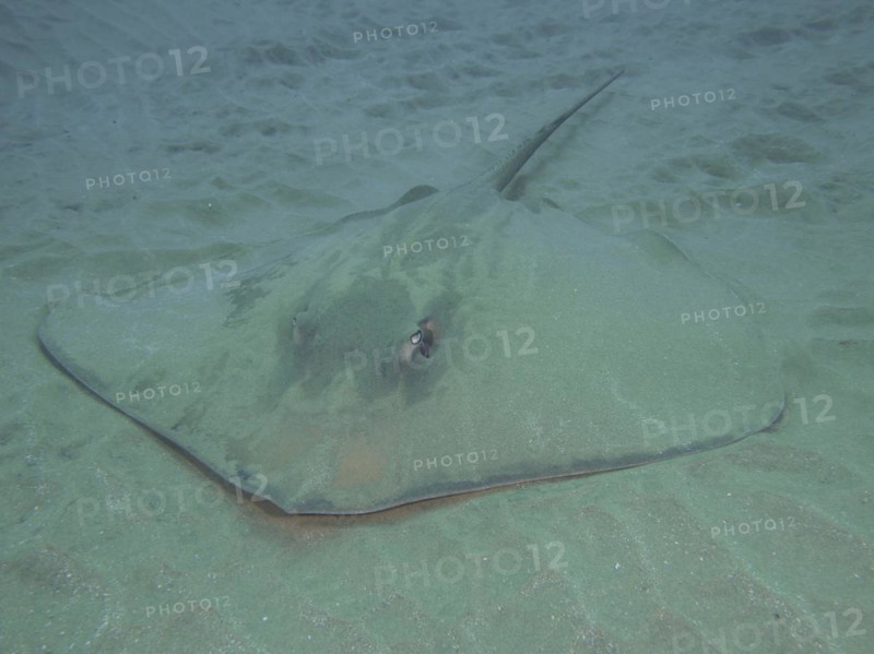 Dragon stingray