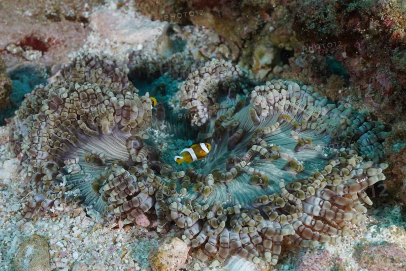 Beaded anemone