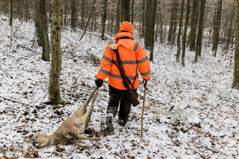 Driven hunt in Schoenbuch nature park Park