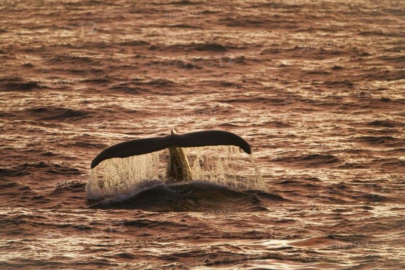 Humpback whale