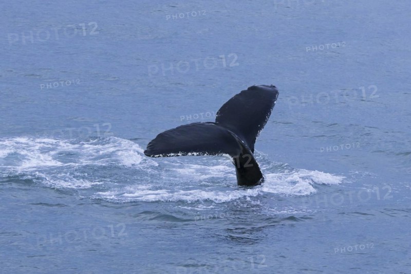 Humpback whale