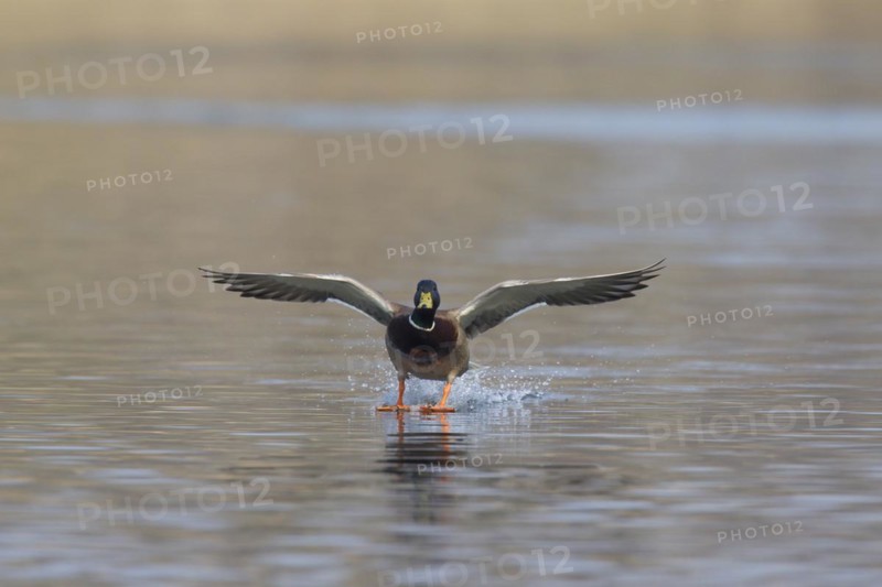 Mallard