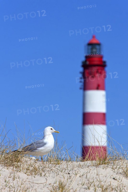 Common gull