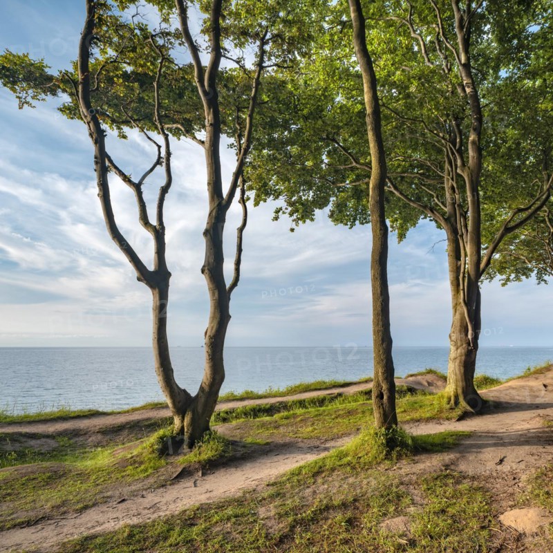 Beech forest on the coast of the Baltic Sea