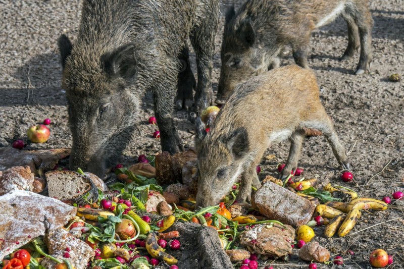 Surplus food
