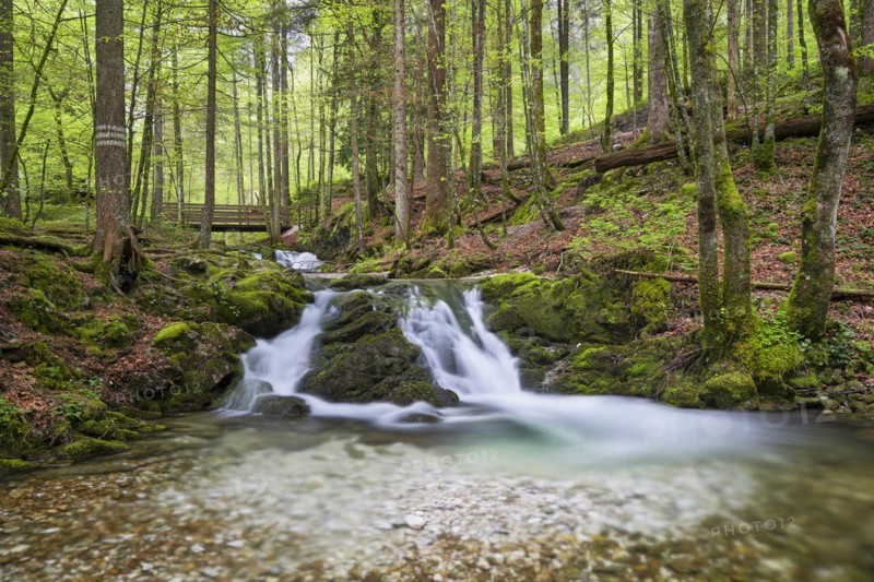 Stream in the forest