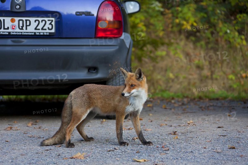 Tame Red fox