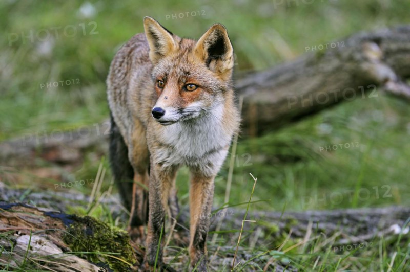 Red fox
