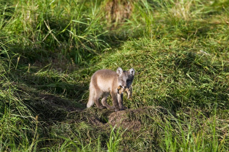 Arctic fox