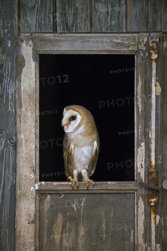 Common barn owl