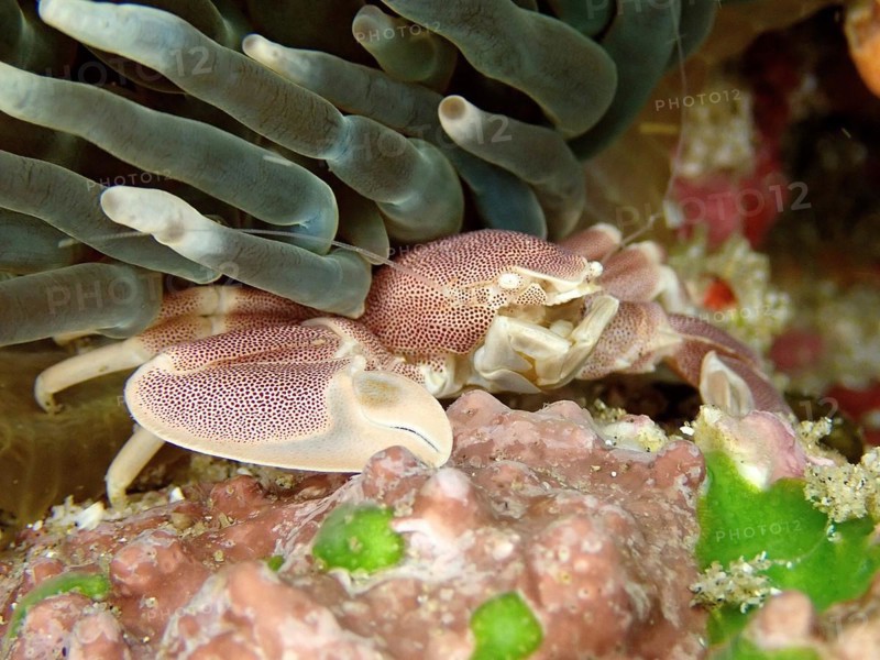 Spotted Porcelain Crab