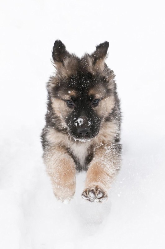 German shepherd puppy