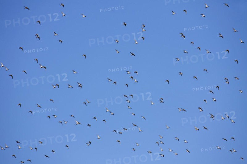 European golden plovers