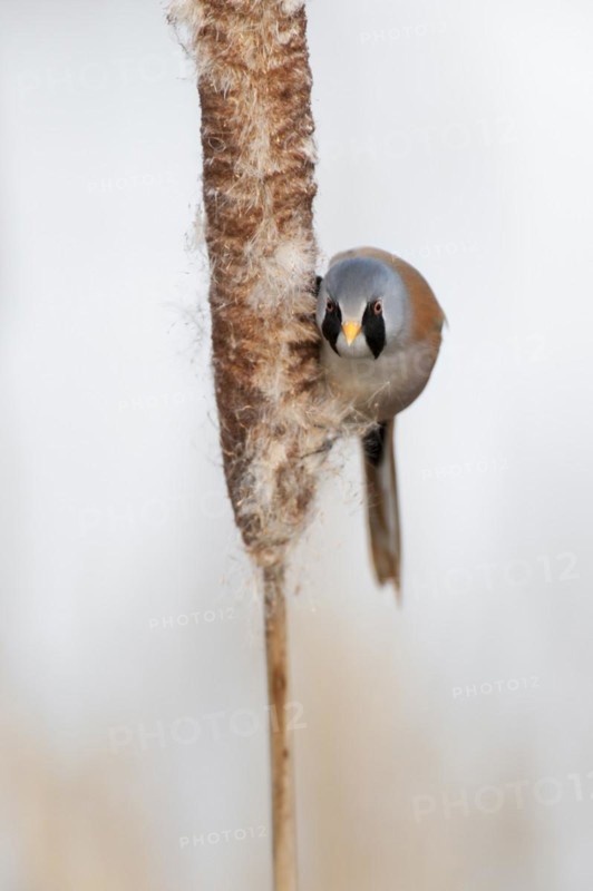 Bearded Reedling