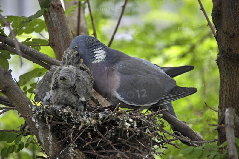 Wood pigeon