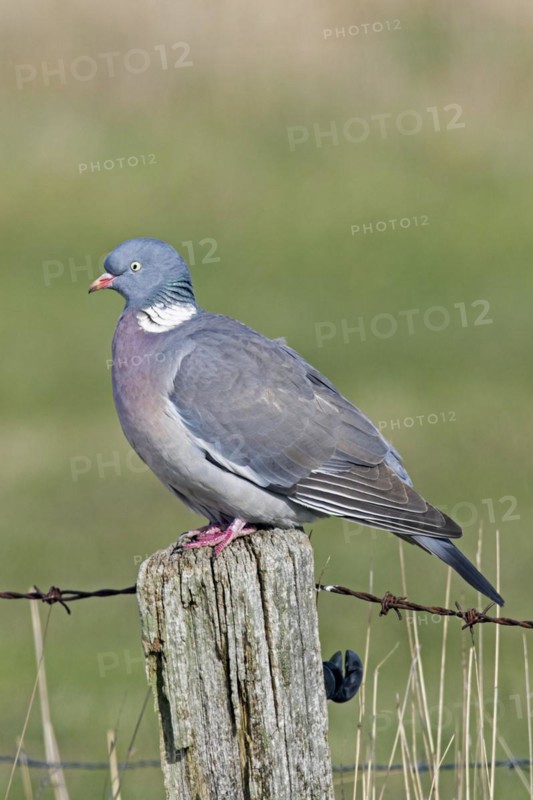 Common wood pigeon