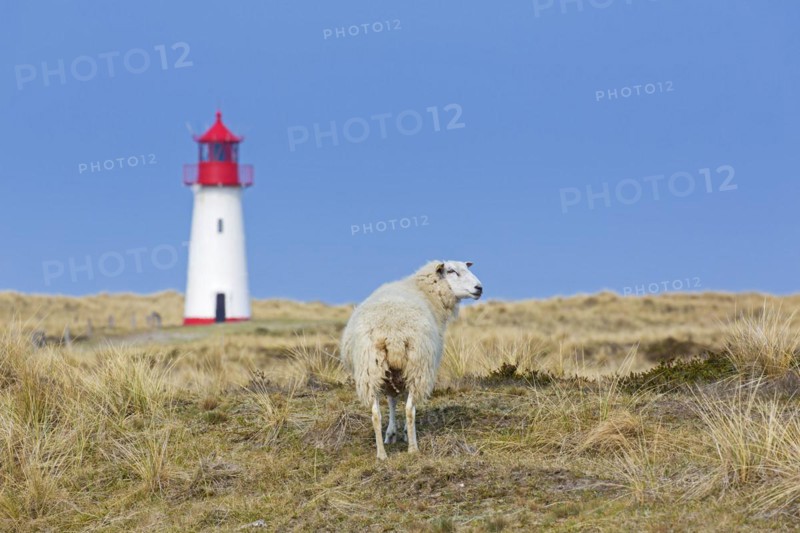 Sheep in front of red and white List-West lighthouse in the dunes on the island Sylt