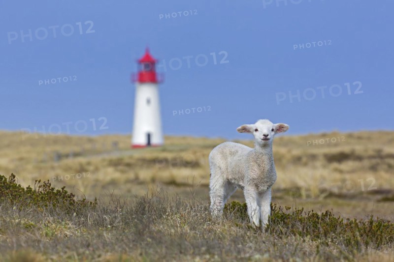 Sheep lamb in front of red and white List-West lighthouse in the dunes on the island Sylt