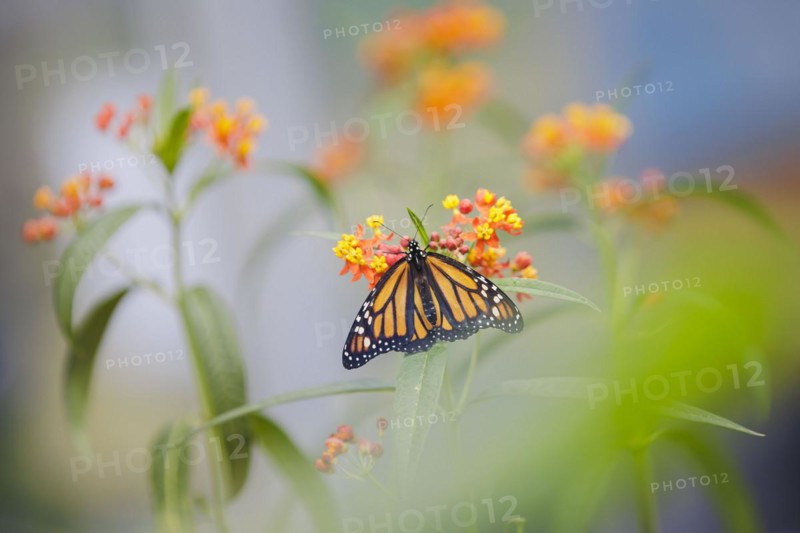 Monarch butterfly in the research greenhouse at the University of Hohenheim. In the Phytotechnikum