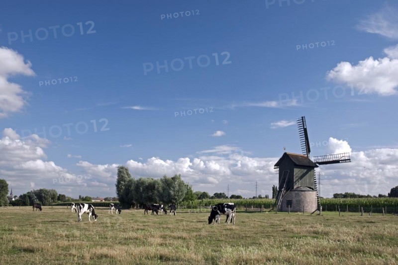 Cows grazing in meadow and the Preetjes molen