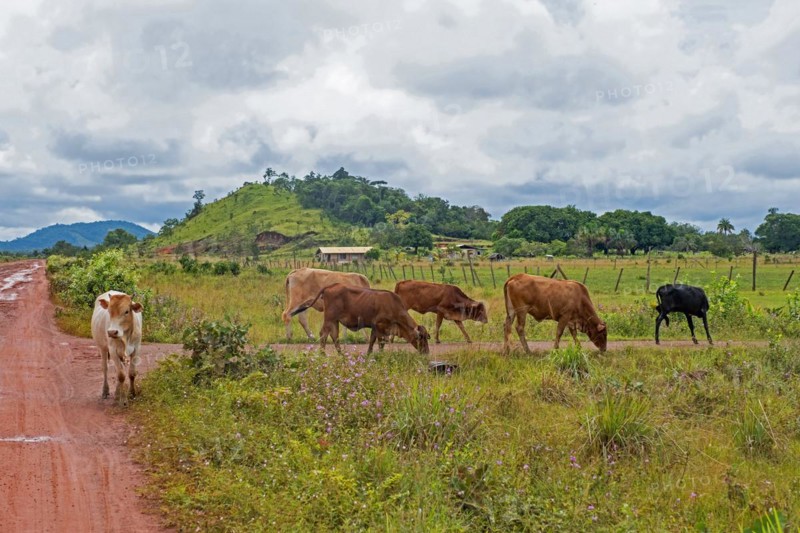 Small farm house with cows on the savanna along the Linden-Lethem dirt road linking Lethem and Georgetown in the rainy season