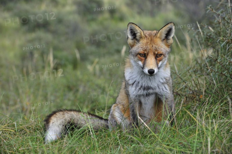 Red fox