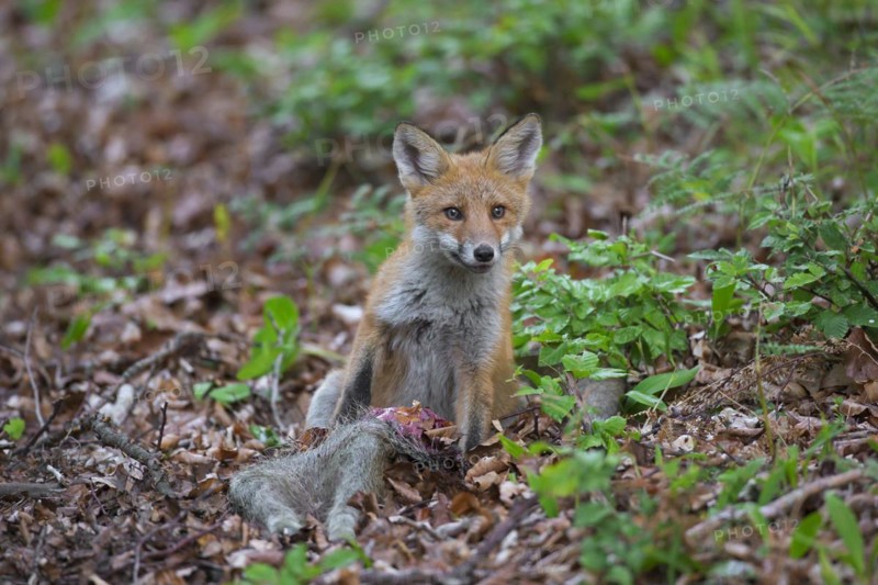 Young red fox