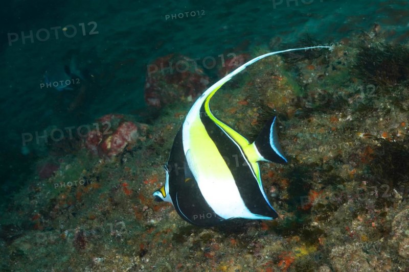 Moorish idol