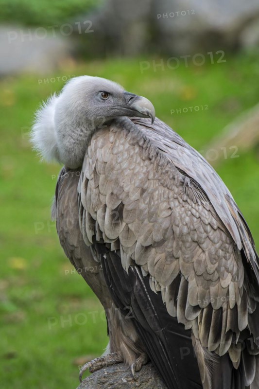 Griffon vulture