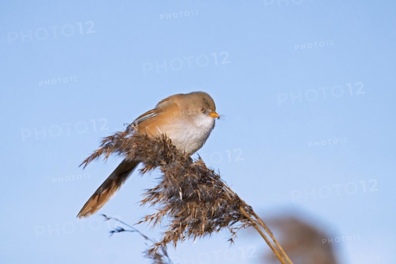 Bearded reedling