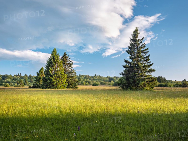 Typical landscape in the Rhoen biosphere reserve with wet meadow