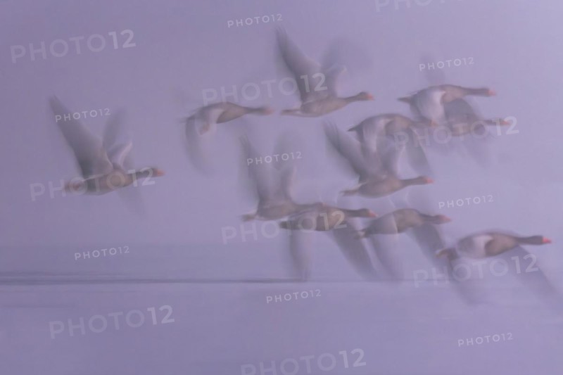 Greylag Goose
