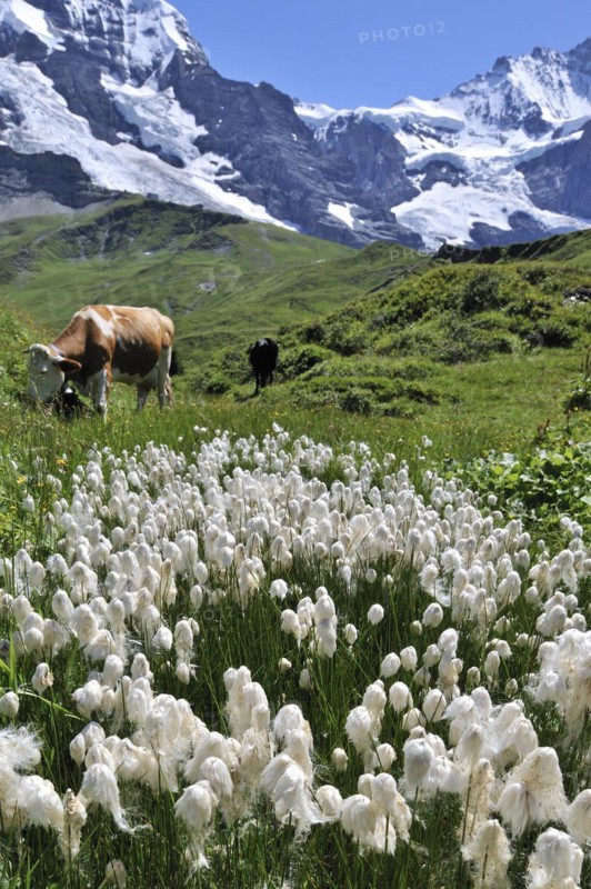 Common cottongrass