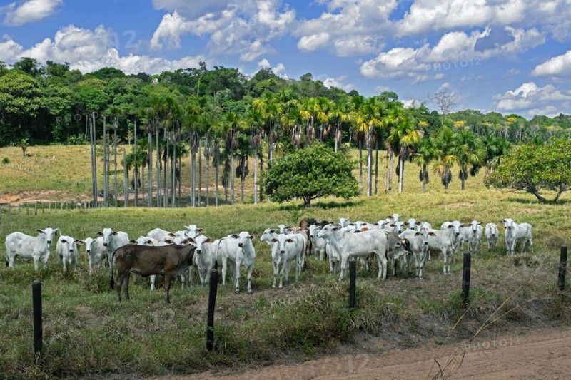 Zebu cattle in field in the upper Amazon River basin at Rondonia