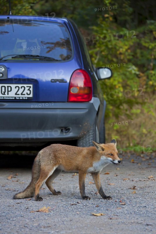 Tame Red fox